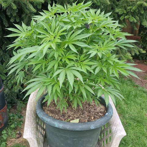 White Widow growlog timeline photo