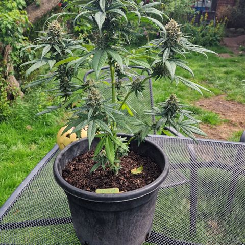 Special Kush #1 growlog timeline photo