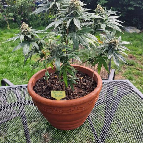 Special Queen #1 growlog timeline photo