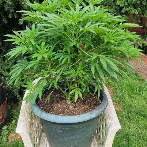 White Widow growlog timeline photo