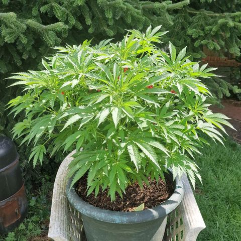 White Widow growlog timeline photo
