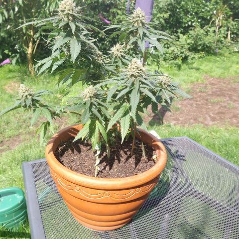 Special Queen #1 growlog timeline photo