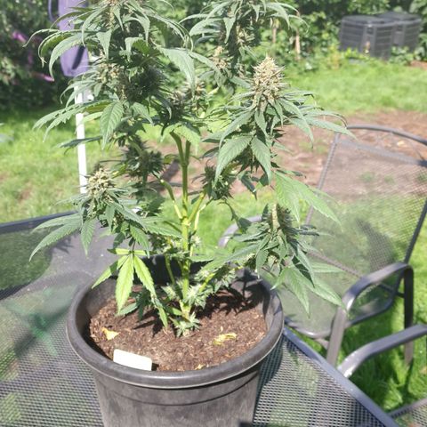 Special Kush #1 growlog timeline photo