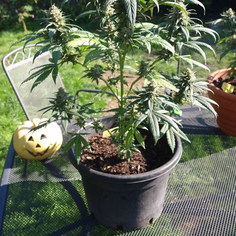 Special Kush #1 growlog timeline photo