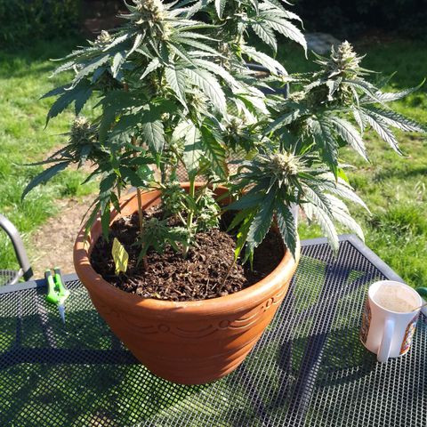 Special Kush #1 growlog timeline photo