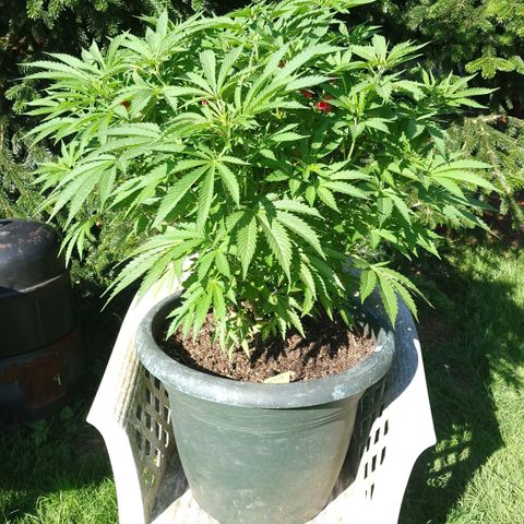 Special Kush #1 growlog timeline photo