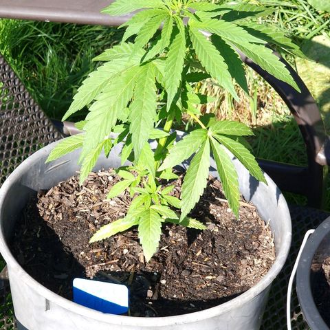 Special Kush #1 growlog timeline photo