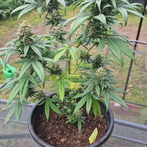 Special Kush #1 growlog timeline photo