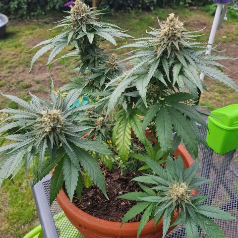 Special Queen #1 growlog timeline photo