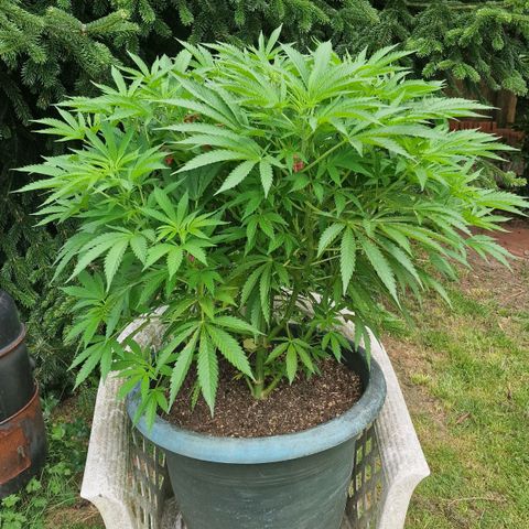 White Widow growlog timeline photo