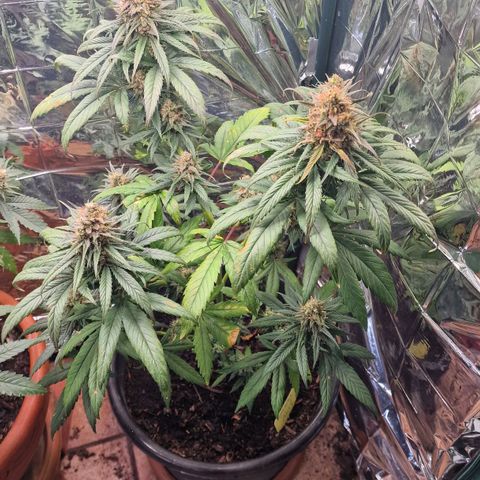 Special Kush #1 growlog timeline photo