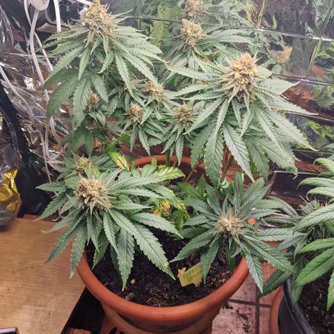 Special Queen #1 growlog timeline photo