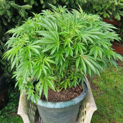 White Widow growlog timeline photo