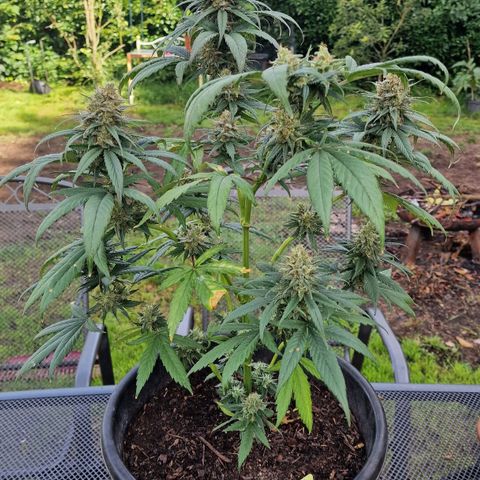 Special Kush #1 growlog timeline photo