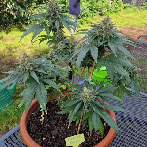 Special Queen #1 growlog timeline photo