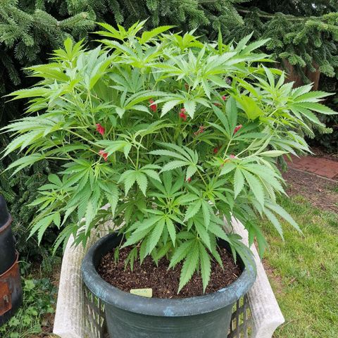 White Widow growlog timeline photo