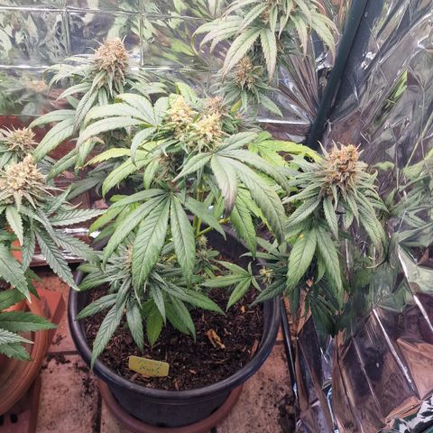 Special Kush #1 growlog timeline photo