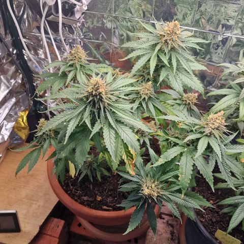 Special Queen #1 growlog timeline photo