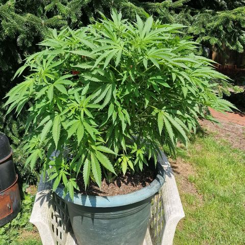 White Widow growlog timeline photo