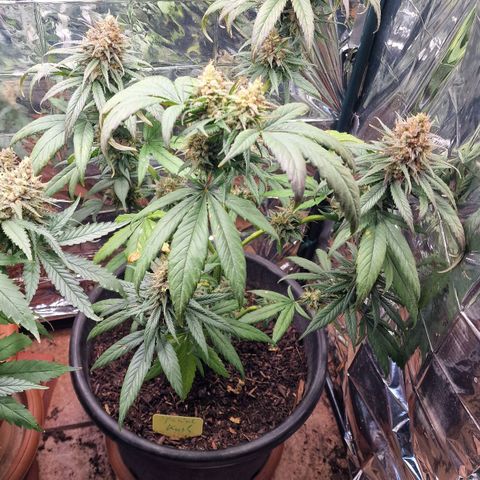 Special Kush #1 growlog timeline photo