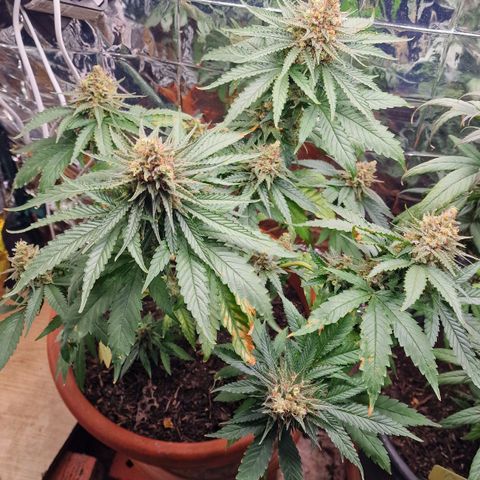 Special Queen #1 growlog timeline photo