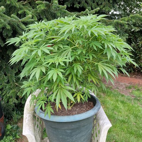 White Widow growlog timeline photo