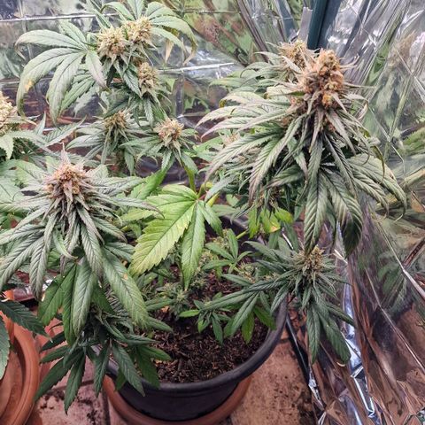 Special Kush #1 growlog timeline photo