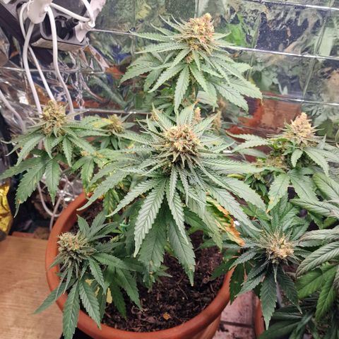 Special Queen #1 growlog timeline photo