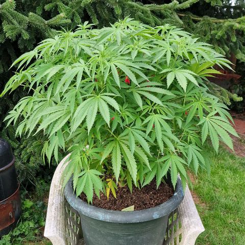 White Widow growlog timeline photo