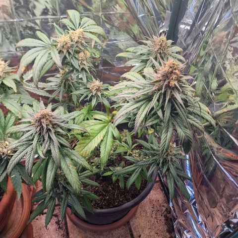 Special Kush #1 growlog timeline photo