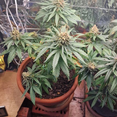 Special Queen #1 growlog timeline photo