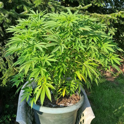 White Widow growlog timeline photo