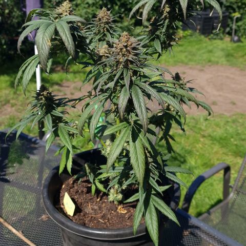 Special Kush #1 growlog timeline photo
