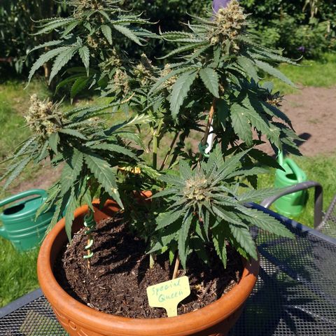 Special Queen #1 growlog timeline photo
