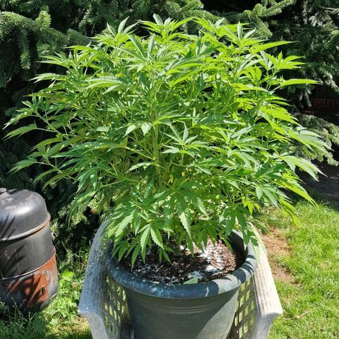 White Widow growlog timeline photo