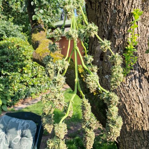 Special Kush #1 growlog timeline photo