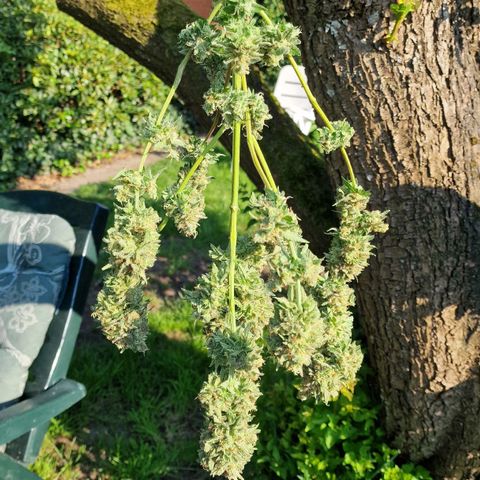 Special Queen #1 growlog timeline photo