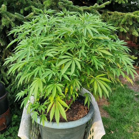 White Widow growlog timeline photo