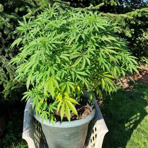 White Widow growlog timeline photo