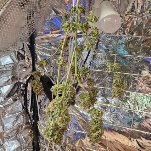 Special Queen #1 growlog timeline photo