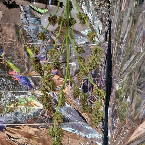 Special Kush #1 growlog timeline photo