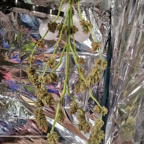 Special Kush #1 growlog timeline photo