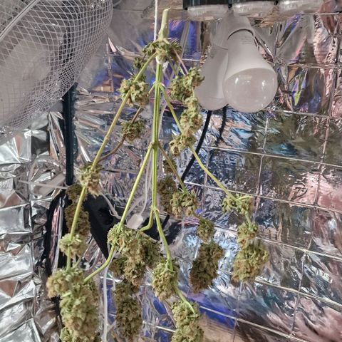 Special Queen #1 growlog timeline photo