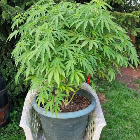 White Widow growlog timeline photo