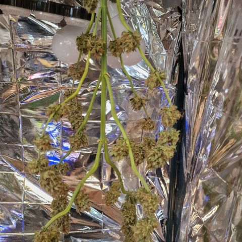 Special Kush #1 growlog timeline photo