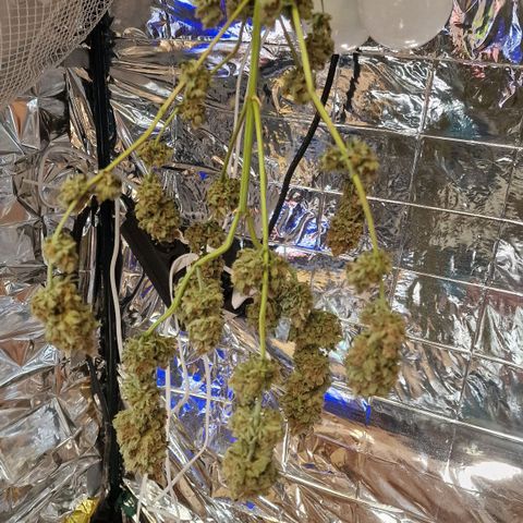 Special Queen #1 growlog timeline photo