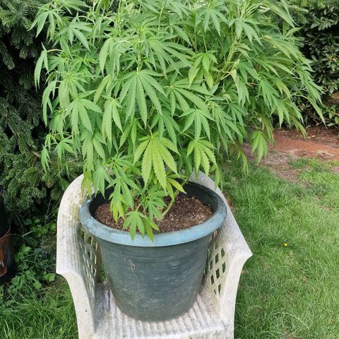 White Widow growlog timeline photo