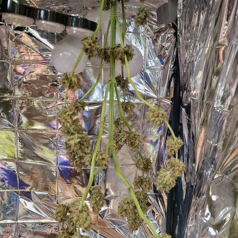 Special Kush #1 growlog timeline photo