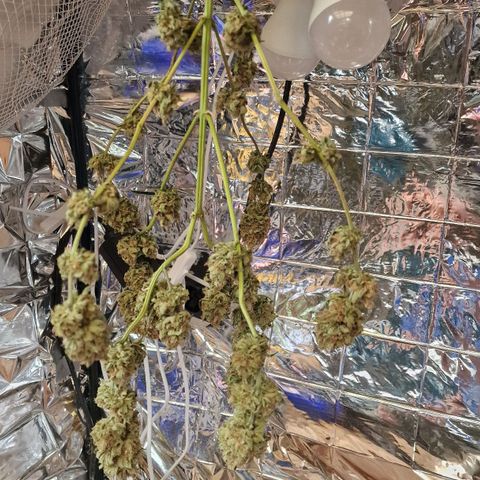 Special Queen #1 growlog timeline photo