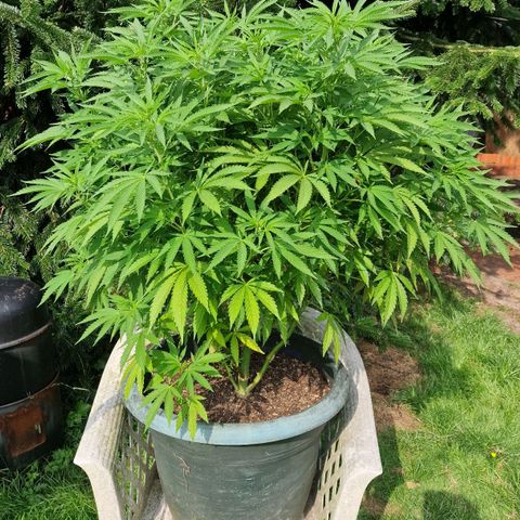 White Widow growlog timeline photo